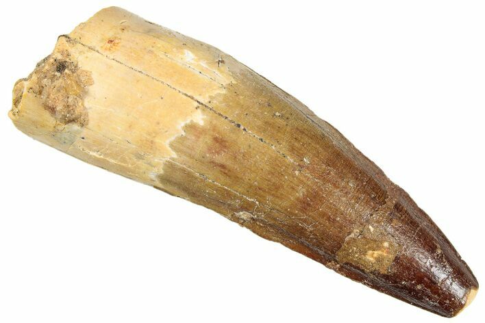 Fossil Spinosaurus Tooth - Real Dinosaur Tooth #296503